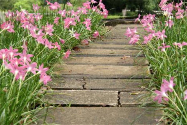 Calystegia chinensis