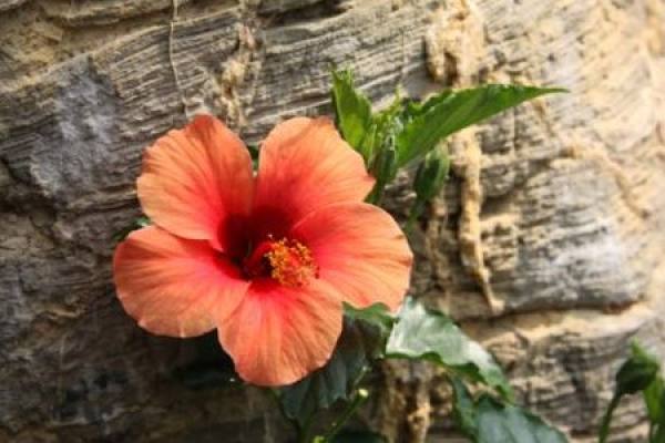 Chinese hibiscus flower