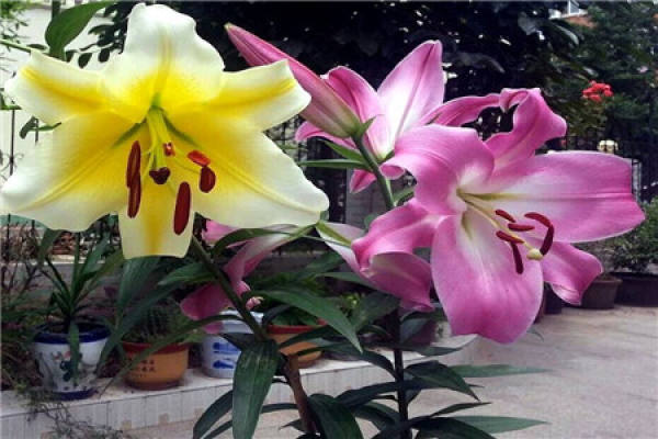 Just bought the flowers.