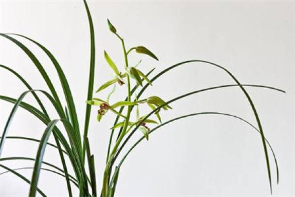 Orchid