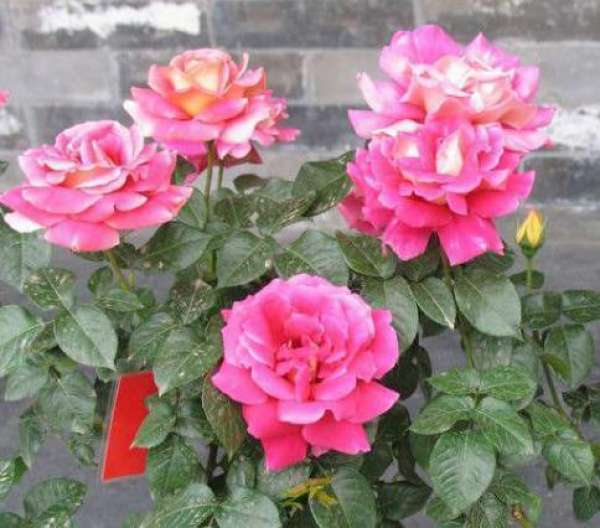 Chinese rose