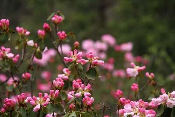 Rhododendron