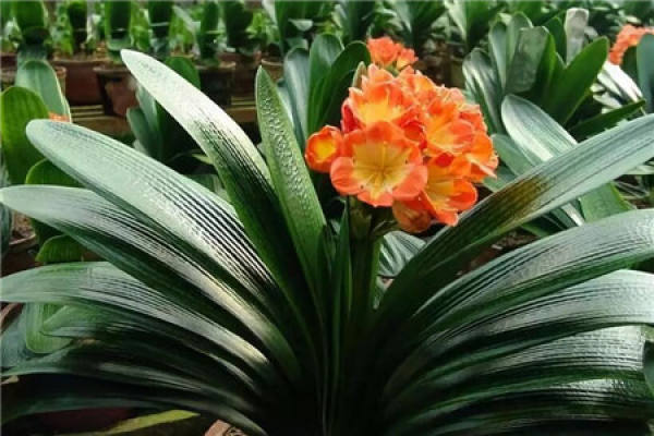 Clivia miniata