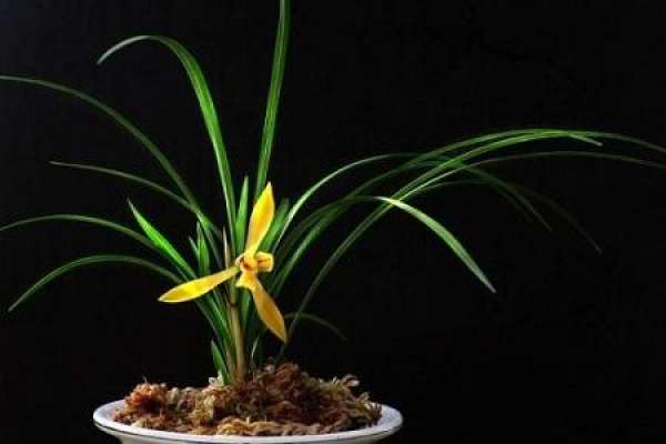 orchid