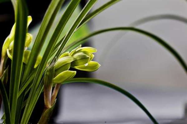 Orchid