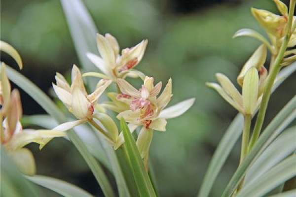 Orchid