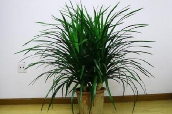 Dracaena