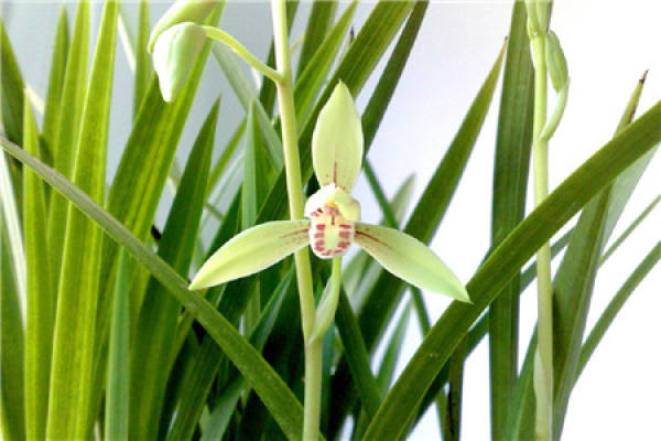 Orchid