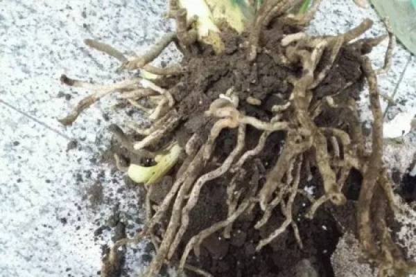 soil