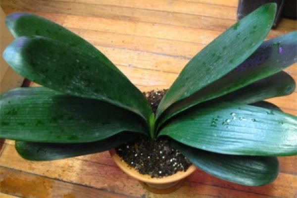Water the clivia.
