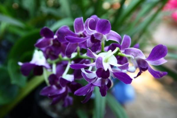 Cymbidium