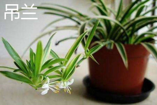 Chlorophytum comosum