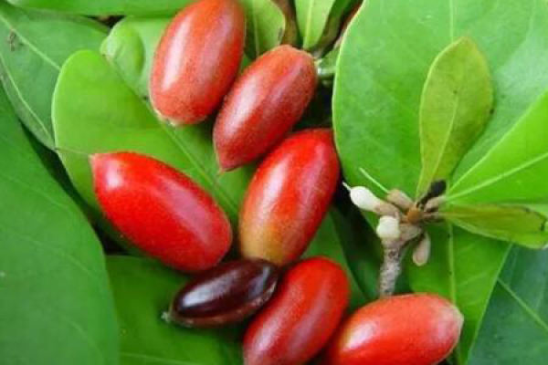 mysterious fruit