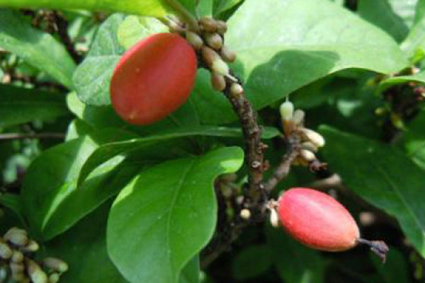Miracle Fruit
