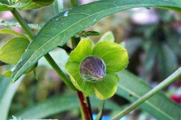 Okra