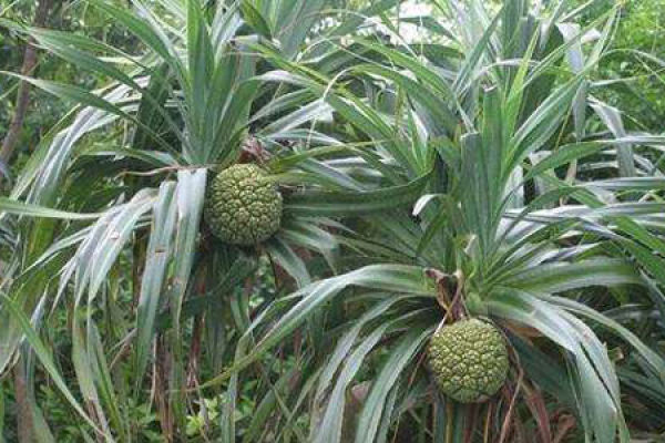 Pandanus