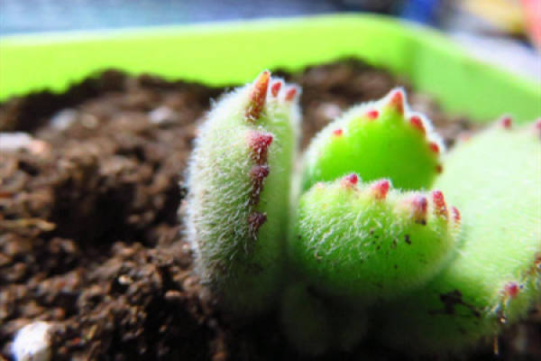 Bear's paw