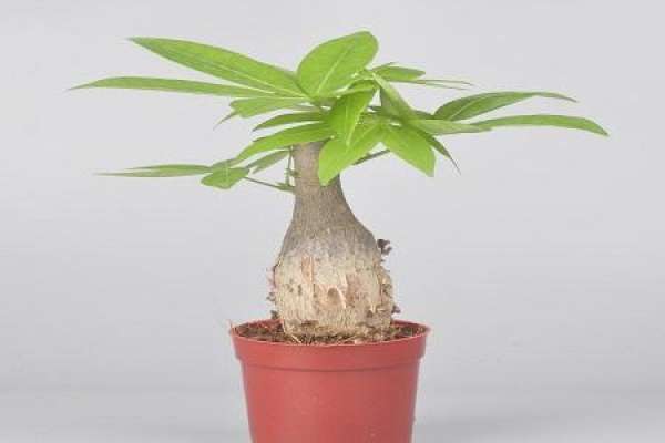 Money Tree