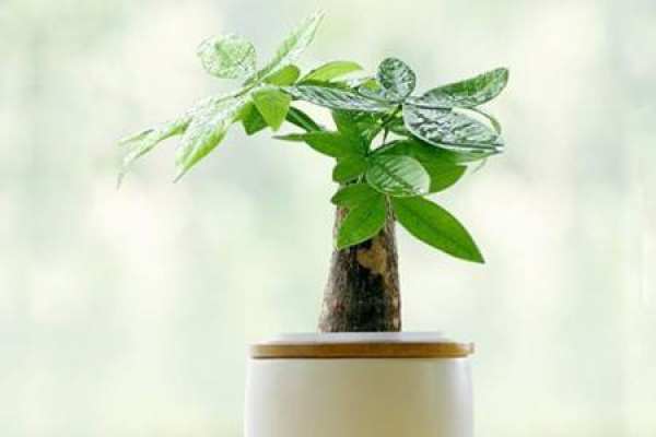 Money Tree