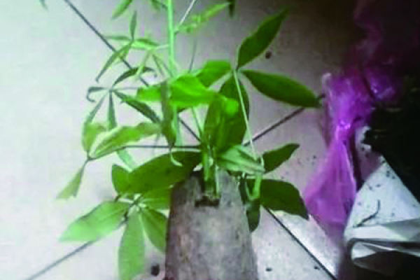 Money Tree