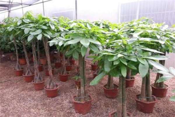 Fortune Tree