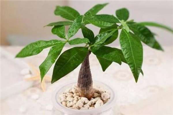 Money Tree