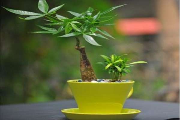 small Money Tree