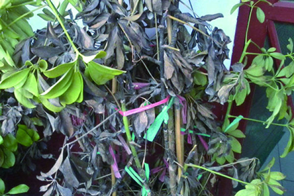 Money Tree