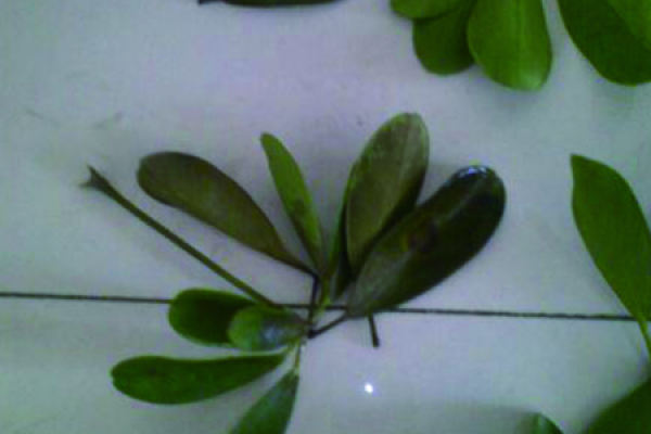 Zhao Cai Shu