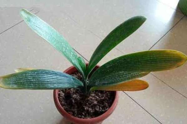 Clivia miniata