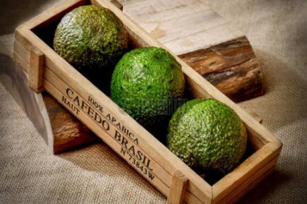 Avocado