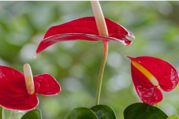 Anthurium