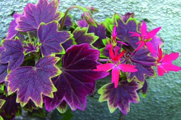 geranium with maple leaf