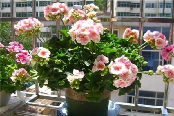 Geranium