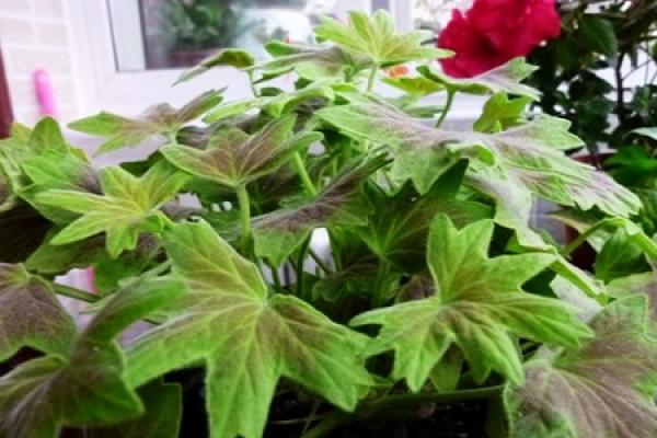 Geranium
