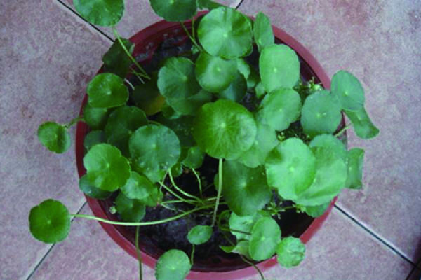 Herba Lysimachiae Christinae
