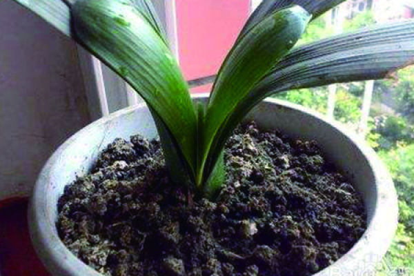 Clivia miniata