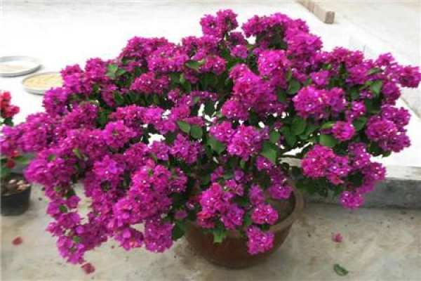 Geranium