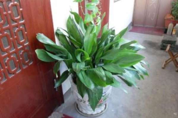 Folium Platyphylli