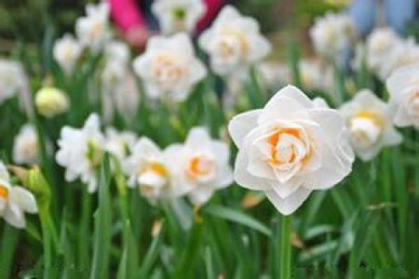 Narcissus