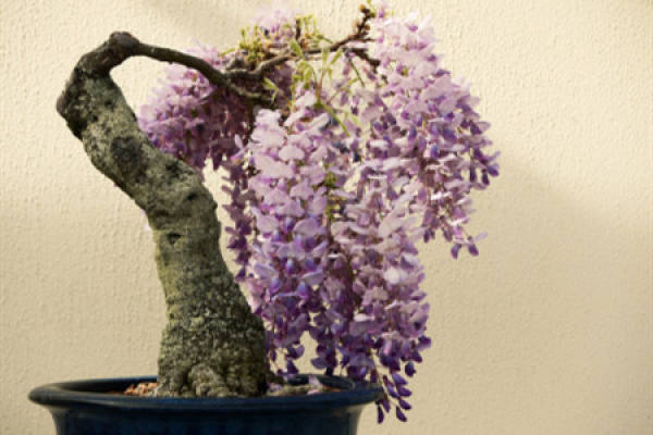 Wisteria