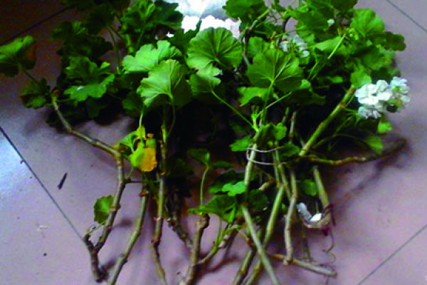 Geranium