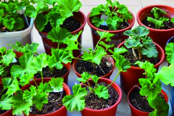 Pelargonium grandiflorum