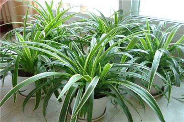 Chlorophytum