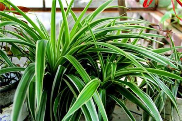 Chlorophytum comosum