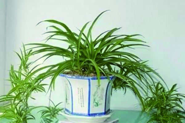Phnom Penh Chlorophytum