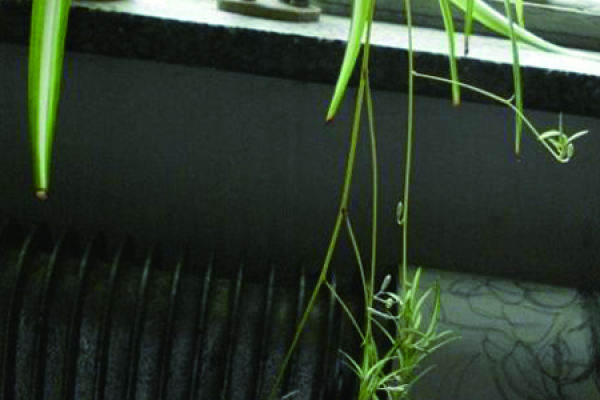 Chlorophytum comosum