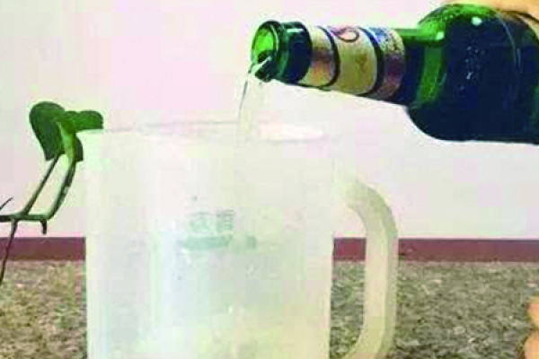Beer