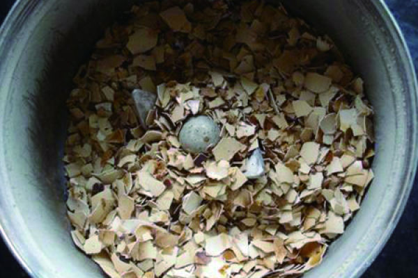 Egg Shell