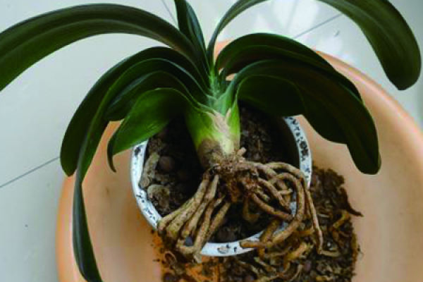 Clivia miniata